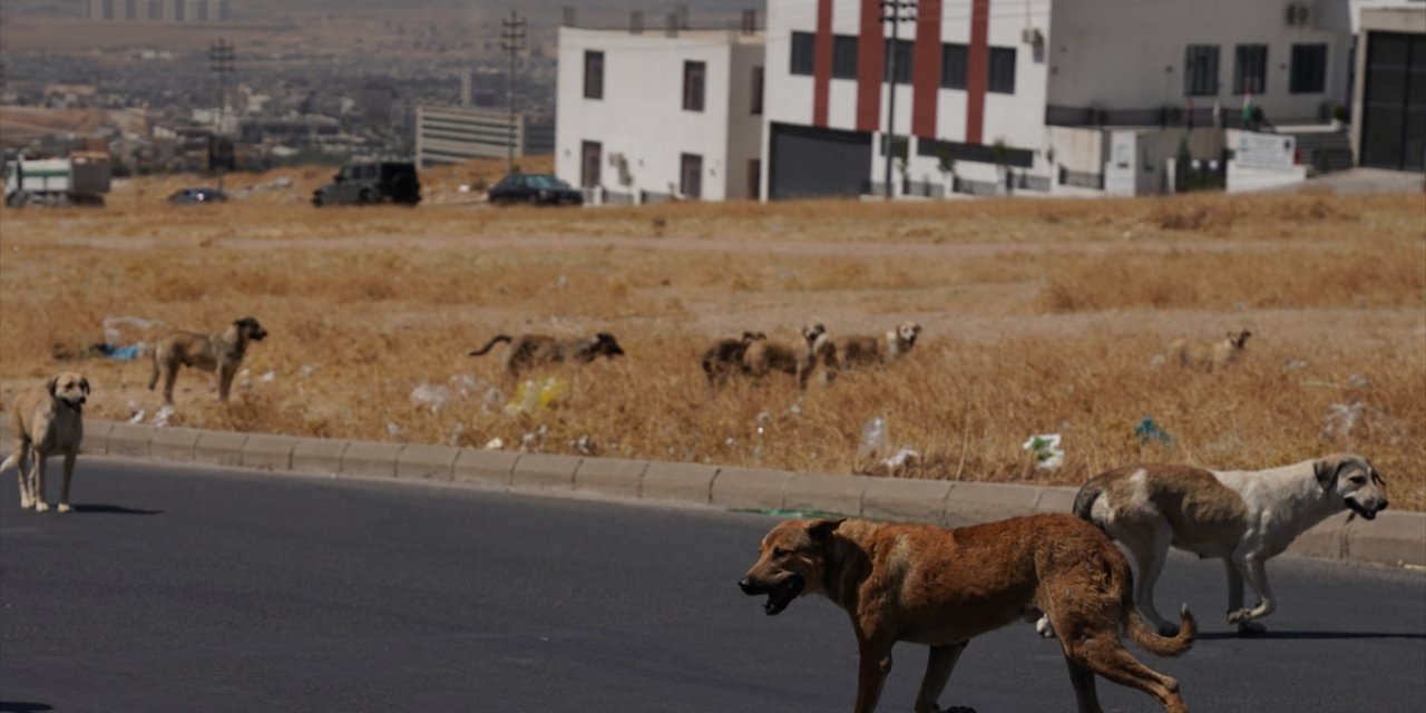 Irak'ın Süleymaniye kentinde sahipsiz köpeklerin halk için tehlike oluşturduğu belirtiliyor