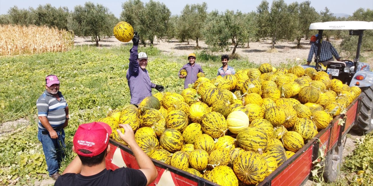 Kırkağaç kavunu kış sofraları için hazırlanıyor