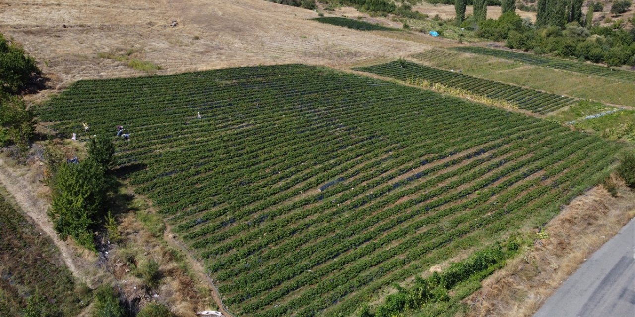 Adana'da kırsal mahallede proje kapsamında 5 dekarda başlayan çilek üretimi 900 dekara ulaştı