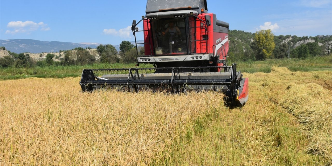 Sinop'ta üreticiler, yeni sezon çeltik hasadına başladı