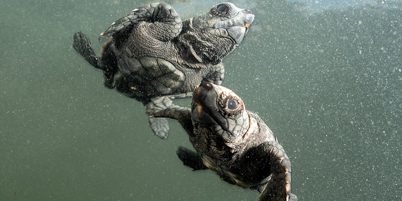 Antalya'da caretta caretta yavrularının yuvalarından çıkışı görüntülendi