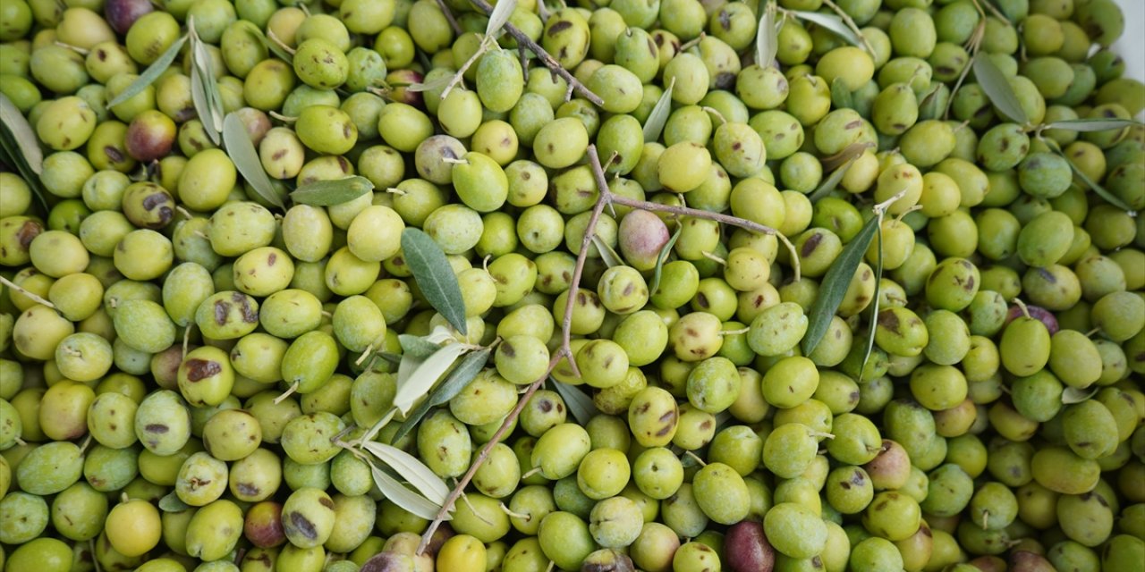 Türkiye'nin önemli zeytin üretim merkezlerinden Ayvalık'ta hasat başladı