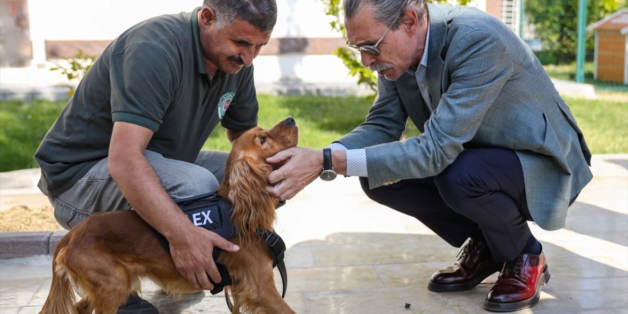 Etimesgut Belediyesince 5 sahipsiz köpek eğitilerek bekçi köpeği yapıldı