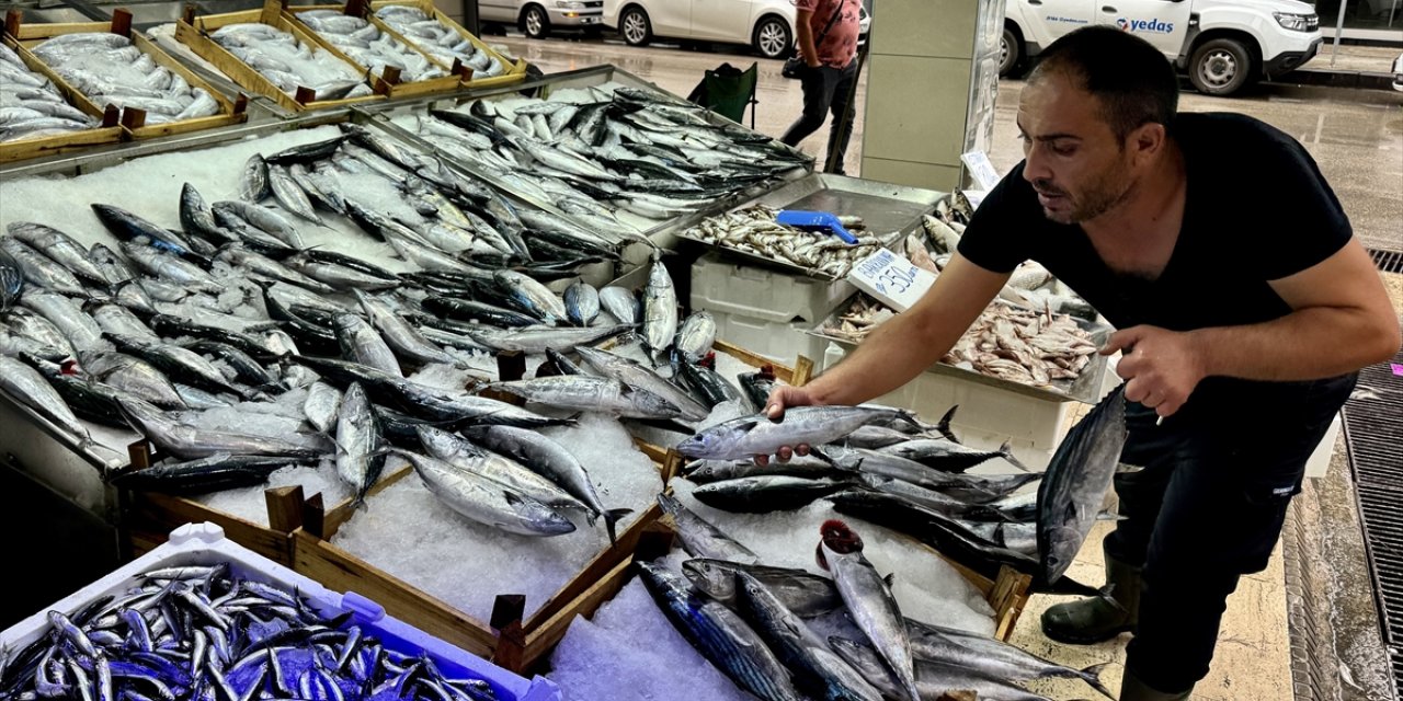 Balık tezgahlarında palamut, hamsi ve çinekop bolluğu yaşanıyor