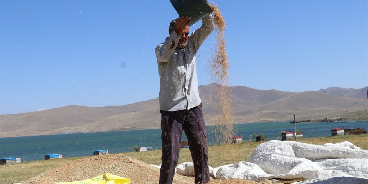 Ağrı'nın yüksek rakımlı köylerinde çiftçiler hasat için mevsim koşullarıyla yarışıyor