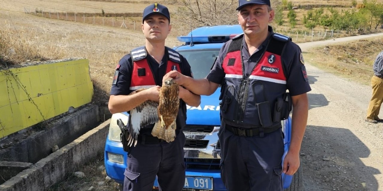 Amasya'da yaralı kızıl şahin korumaya alındı