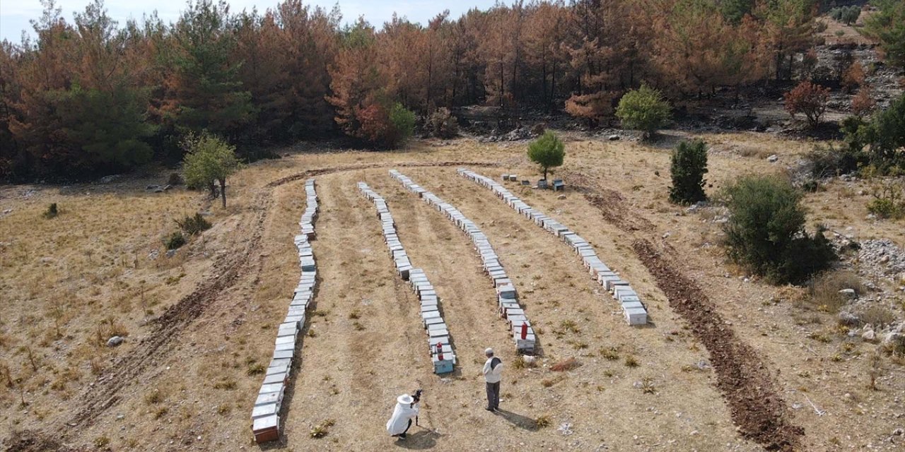 Muğla'daki orman yangınında arıcı 300 kovanını cansiparane mücadeleyle kurtarmış