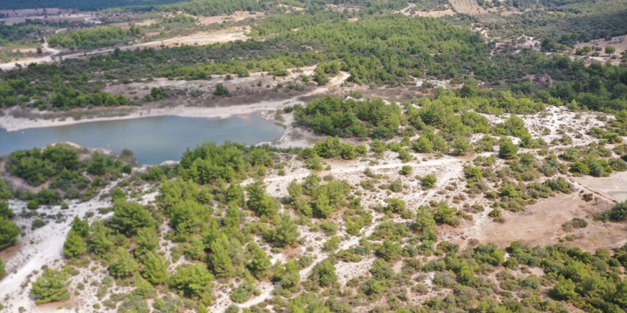 Manisa'daki "Osmancalı Fosil Ormanı" tabiat anıtı ilan edildi