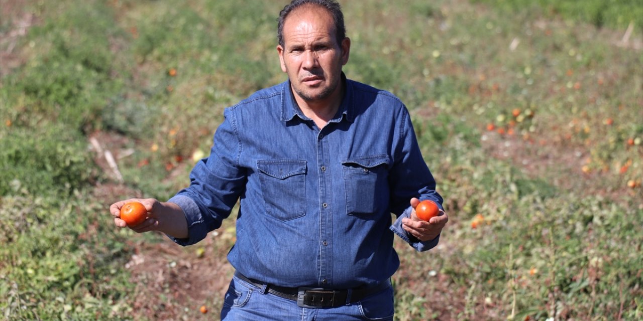 Ağrı'da iklim koşullarına rağmen deneme amaçlı ektiği tohumlardan verim alınca sebze yetiştiriciliğine başladı