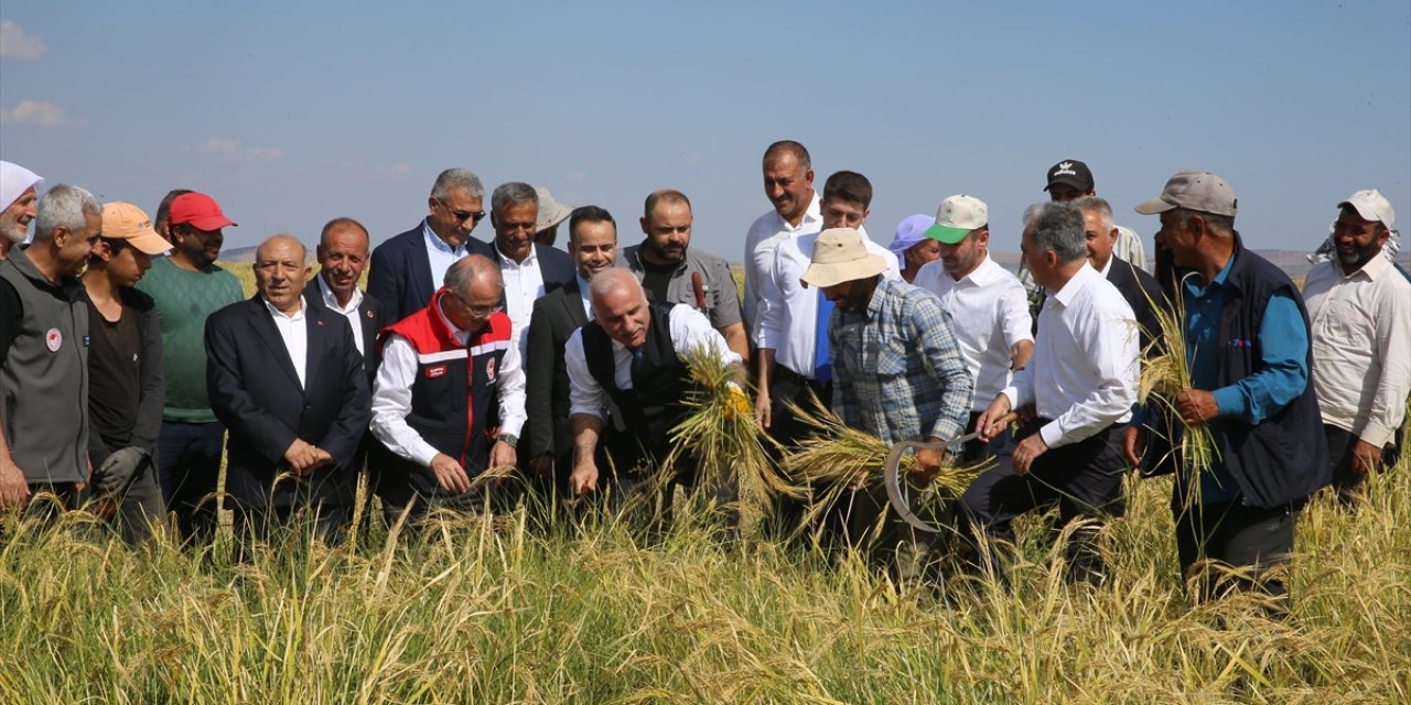 Diyarbakır'da taşlı arazide yetiştirilen tescilli Karacadağ pirincinde hasat başladı