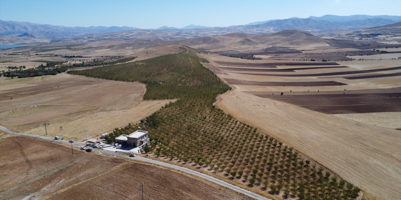 Elazığ'da 472 bin ağaçta yetiştirilen bademde hasat zamanı