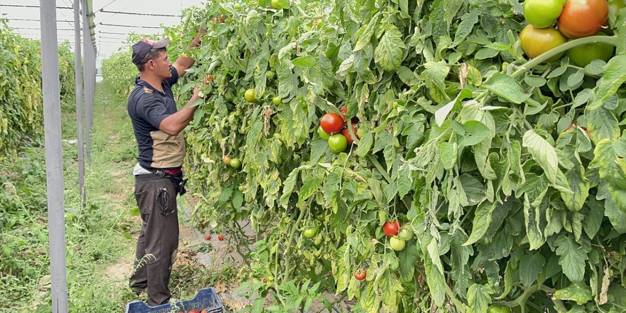 Isparta'nın köyünde üretilen domatesler ihraç ediliyor