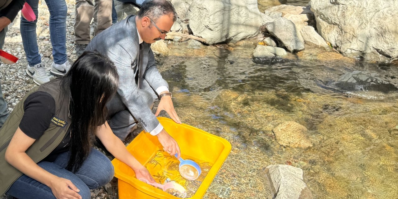 Artvin'de Hatila Vadisi Milli Parkı'ndaki dereye 4 bin alabalık yavrusu bırakıldı