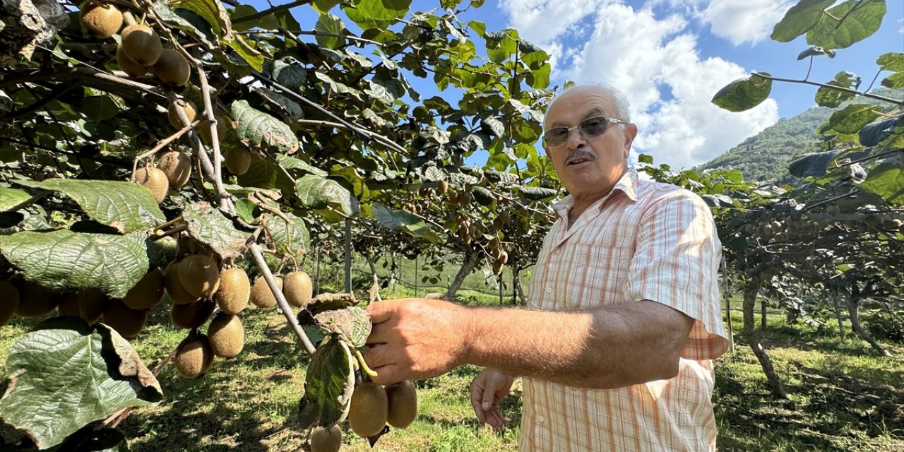 Karadeniz'in ihtiyar delikanlıları topraktan kopamıyorlar