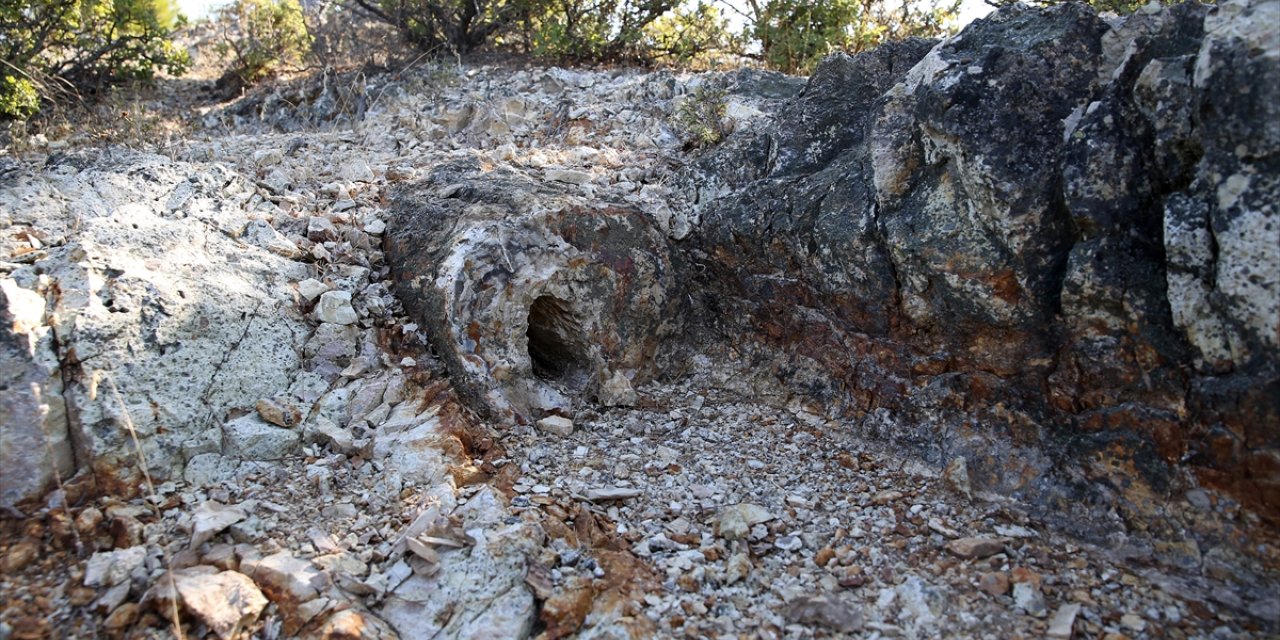 Manisa'daki 21 milyon yıllık ağaç fosilleri, kazı çalışması sonrası ziyarete açılacak