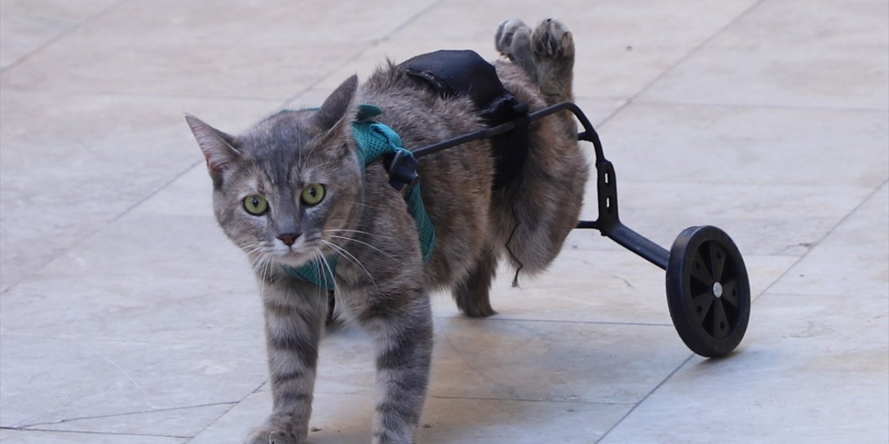 Denizli'de bir hayvansever felçli kedi için yürüteç yaptı