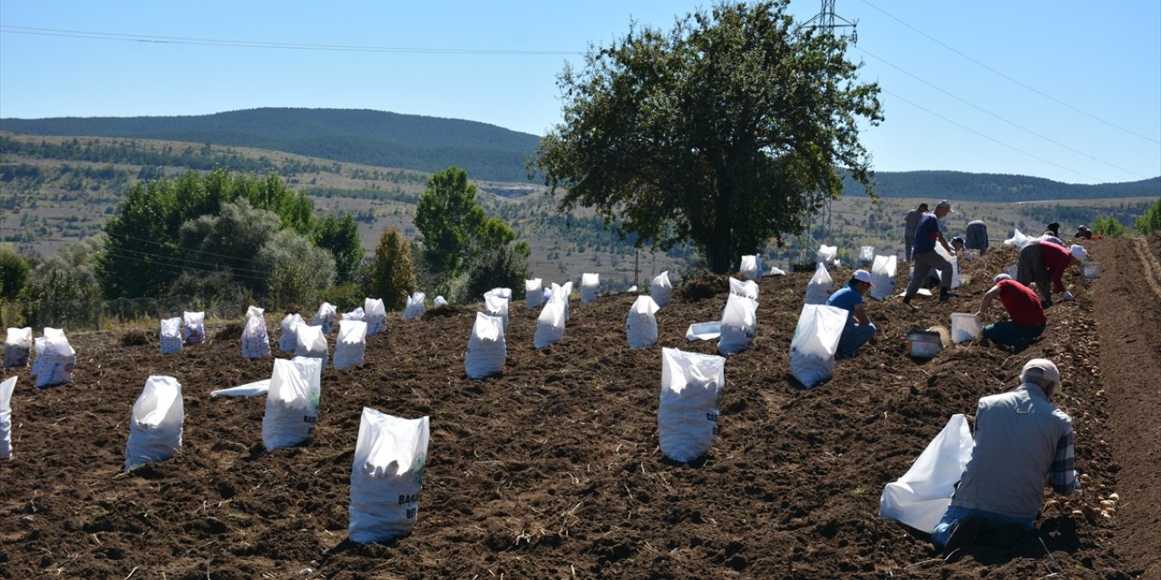 Tokat'ta "Başçiftlik beyazı"nın hasadına başlandı