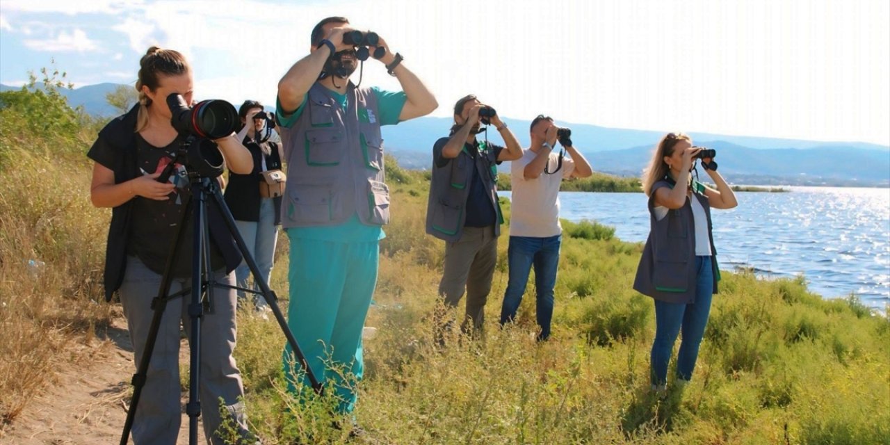 İzmit Körfezi'nde flamingo popülasyonu arttı