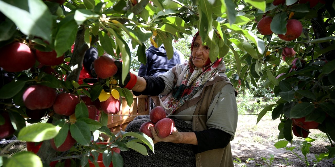 Hasadı devam eden Yahyalı elması 25 ülkeye ihraç ediliyor