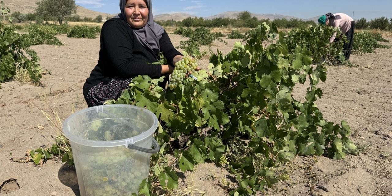 İç Anadolu kadınının pekmez mesaisi başladı