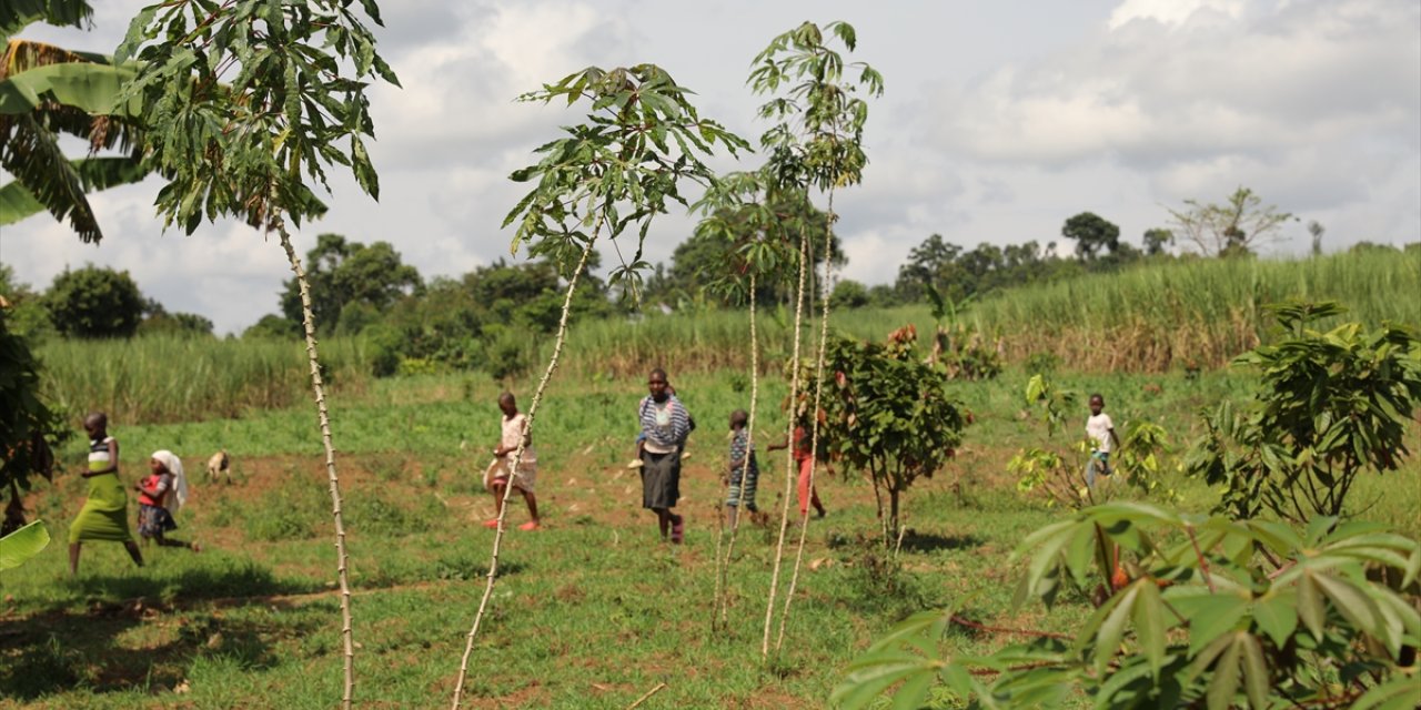 Afrika'nın "doğal kahve" merkezi Uganda