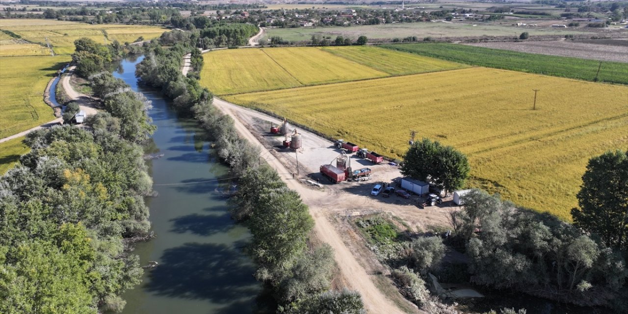 Edirne'de üreticilerin çeltik kurutma mesaisi başladı