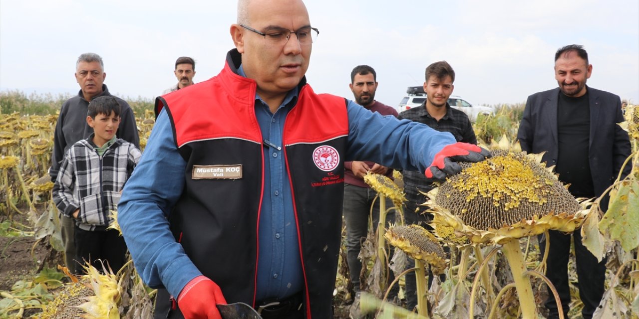 Ağrı Ovası'nda yetiştirilen çerezlik ayçiçeğinin hasadı devam ediyor