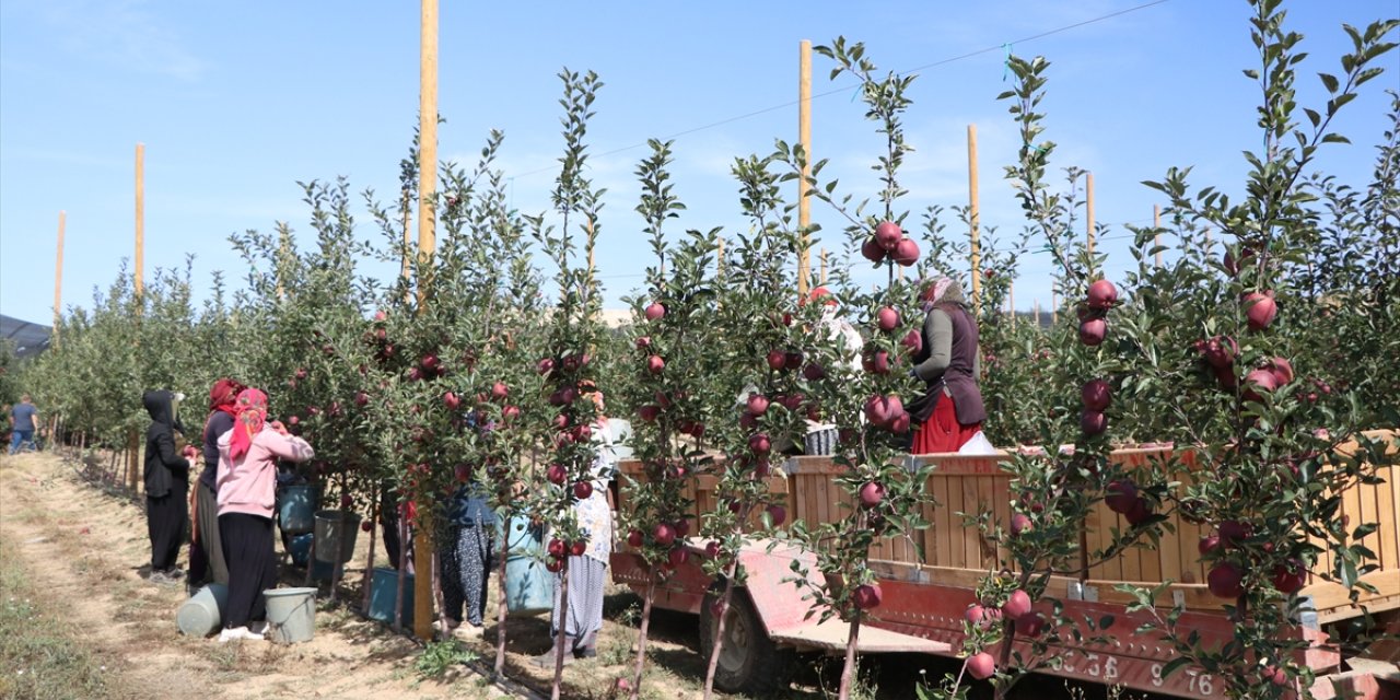 Sıcaklık ve kuraklık Niğde'de elma üretimini olumsuz etkiledi