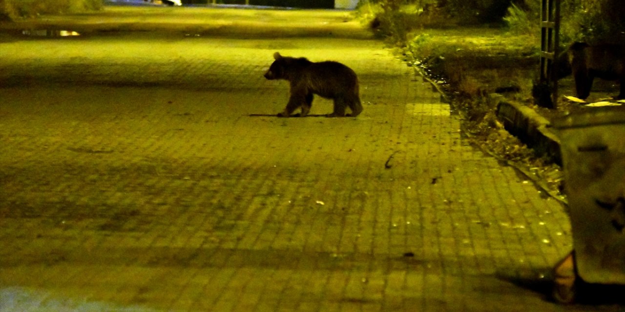 Kars'ın Sarıkamış ilçesine bozayılar indi