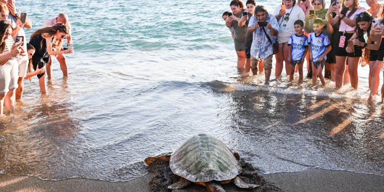 Antalya'da tedavileri tamamlanan iki caretta caretta denize bırakıldı