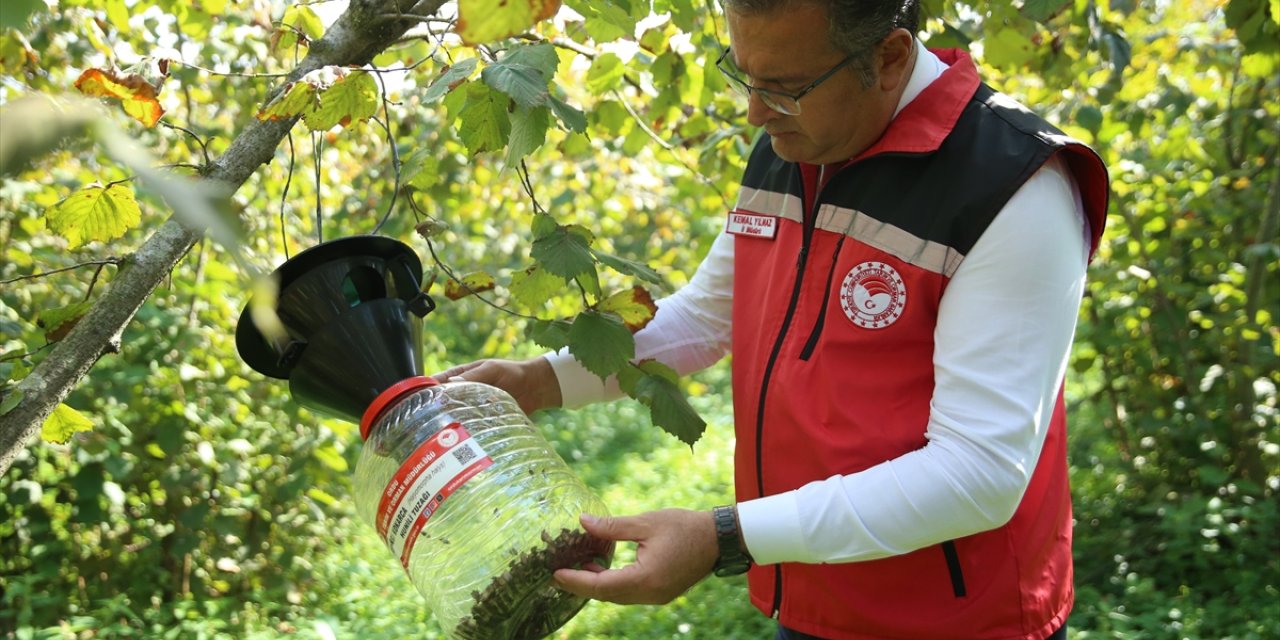 Kahverengi kokarca ile mücadelede fındık bahçelerine 2 bin 200 feromon tuzak asıldı