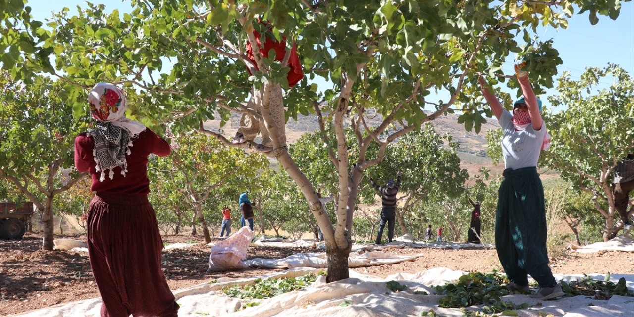 Siirt'te "Siirt Fıstığı Doğa ve Kültür Festivali" kapsamında fıstık hasadı yapıldı