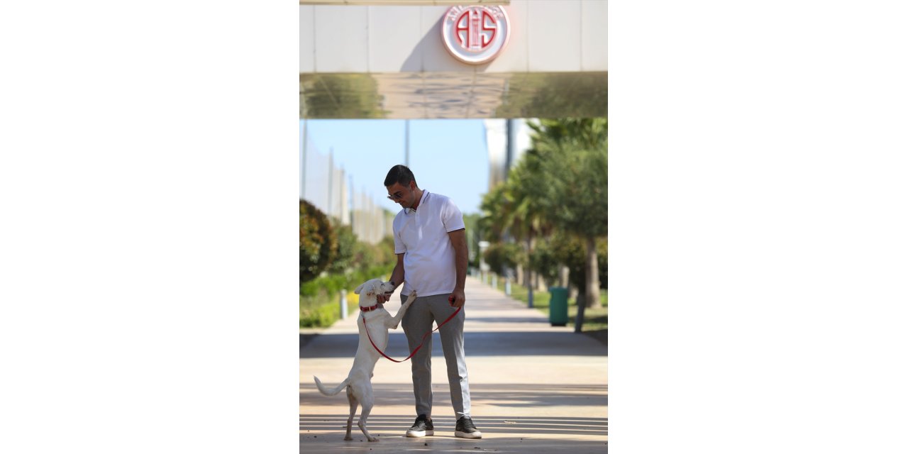 Antalyaspor'un sahiplendiği köpeğe "Akrep" ismi verildi