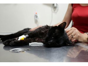 Pitbull'un yaraladığı kedi yaşam mücadelesi veriyor
