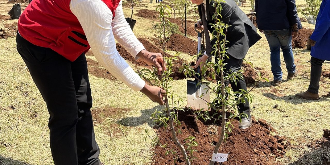 TİKA, Lesotho Krallığı'na 2 bin fidan hibe etti