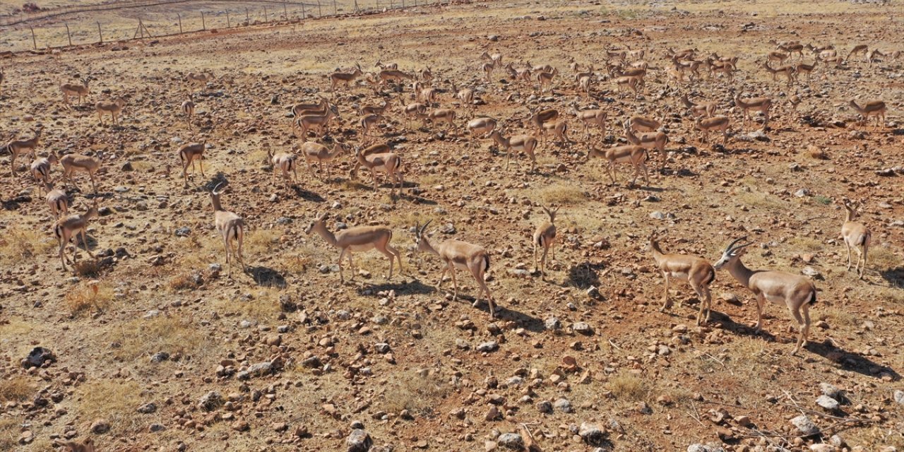 Şanlıurfa ve Şırnak dağlarındaki ceylanların sayısı artıyor