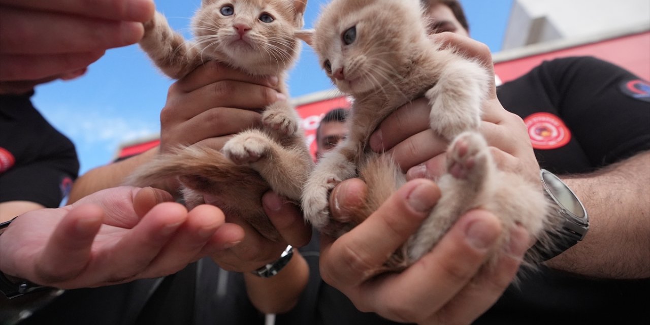 Kurtarma ihbarına gittiği kedi yavrularını sahiplendi