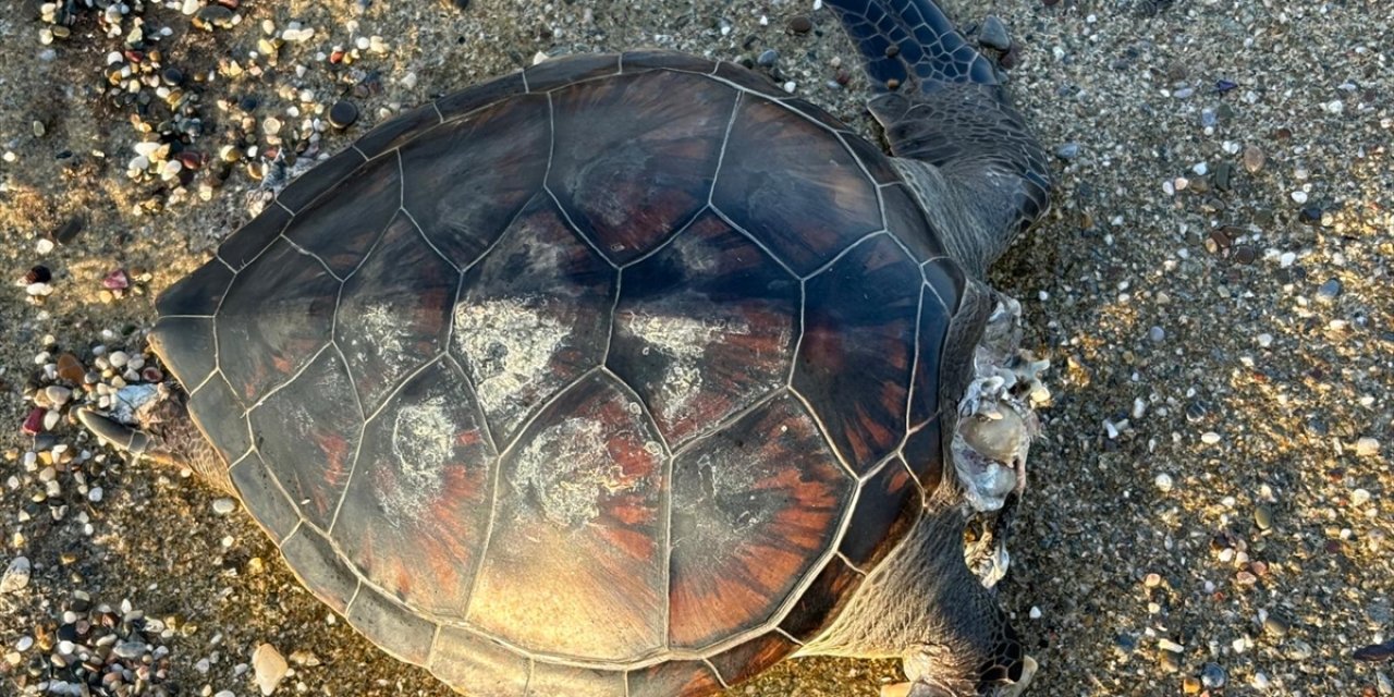 Alanya'da sahilde ölü caretta caretta bulundu