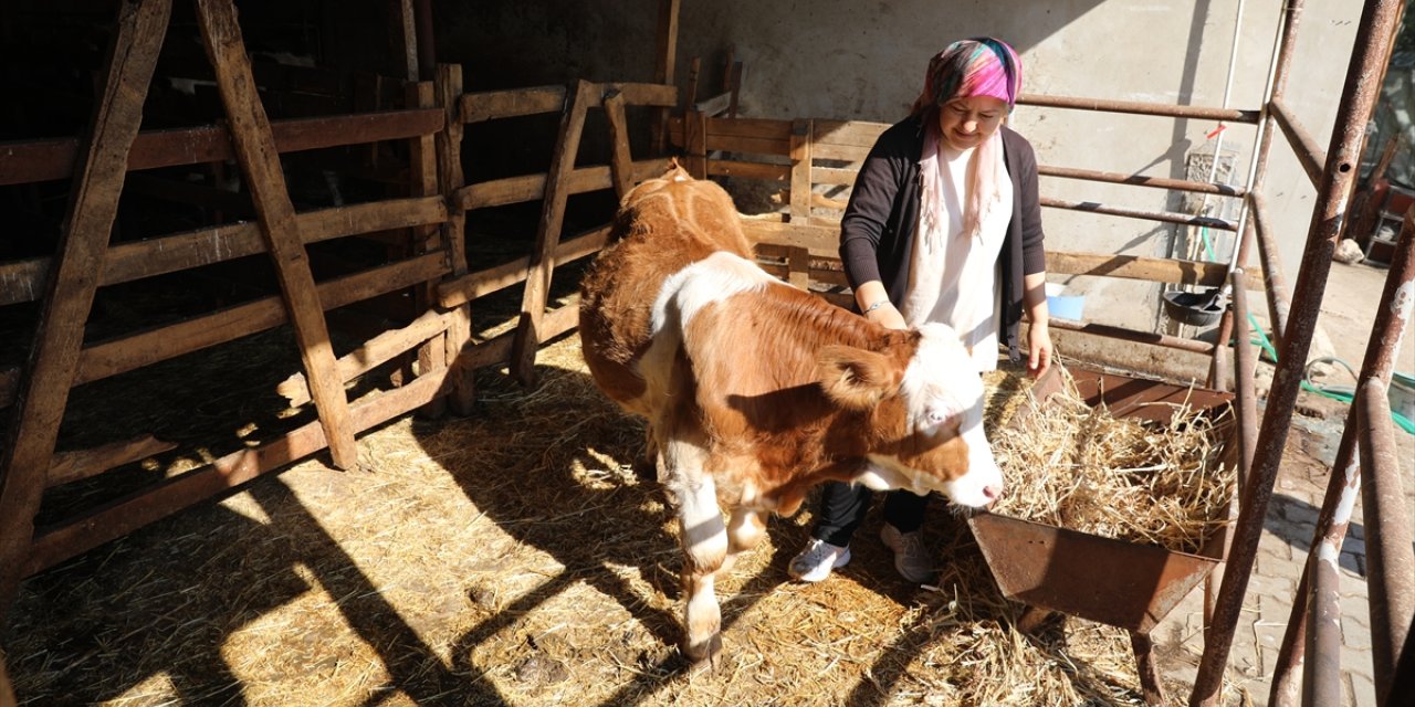 Hibeyle aldığı büyükbaşlarıyla aile bütçesine destek oluyor