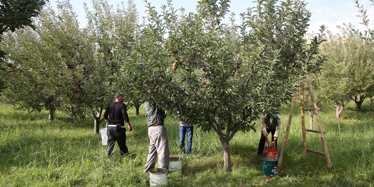 Muş'ta elma hasadından 25 milyon lira gelir beklentisi