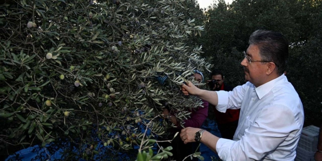 Osmaniye Valisi Erdinç Yılmaz, zeytin hasadına katıldı