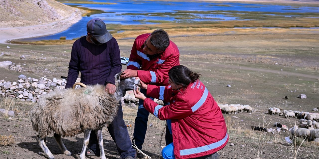 Van'da yaylalardan dönen sürülere sağlık hizmeti