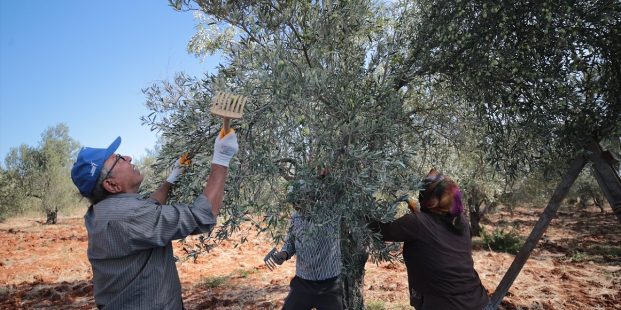 Antalya'da zeytin üretimi yüzde 45 arttı