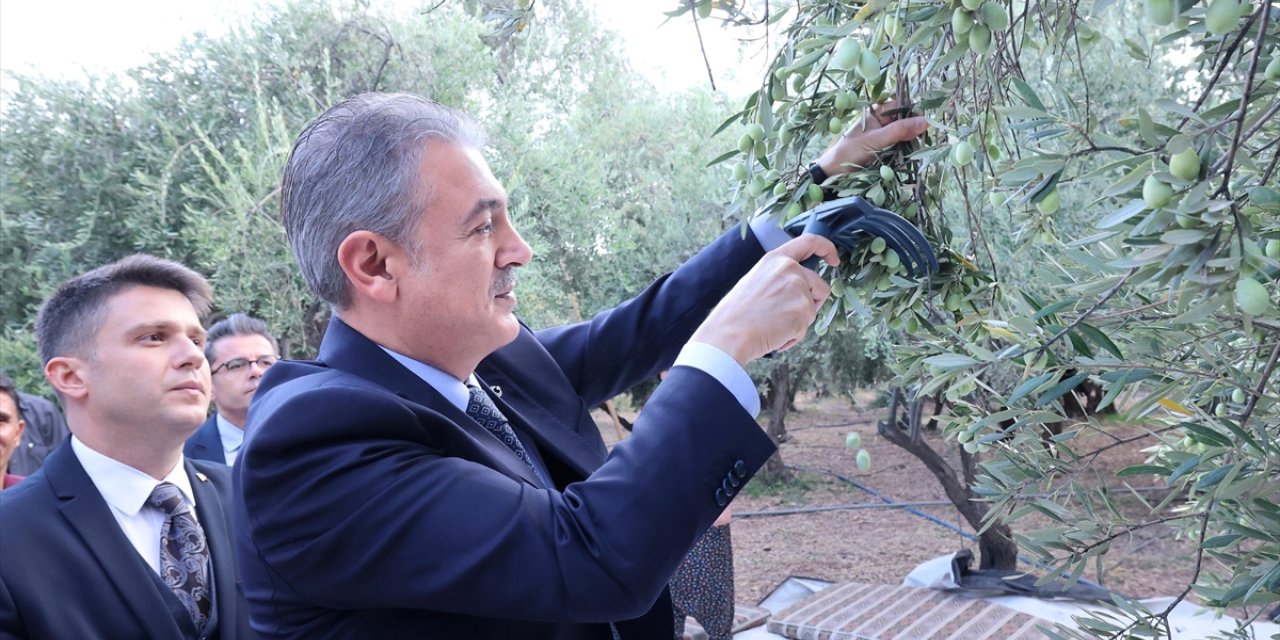 Mardin Valisi Tuncay Akkoyun Derik'te zeytin hasadına katıldı