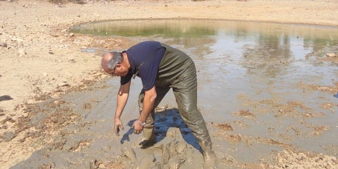 Bodrum'da kuraklık nedeniyle su seviyesi düşen göletteki balıklar kurtarıldı