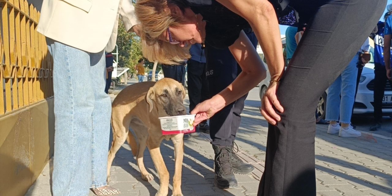 Hatay'da köpeğe çarparak devrilen motosikletin sürücüsü yaralandı