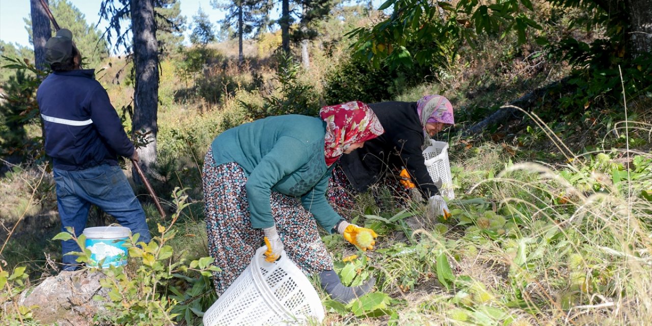 Coğrafi işaretli Simav kestanesinin hasadına başlandı