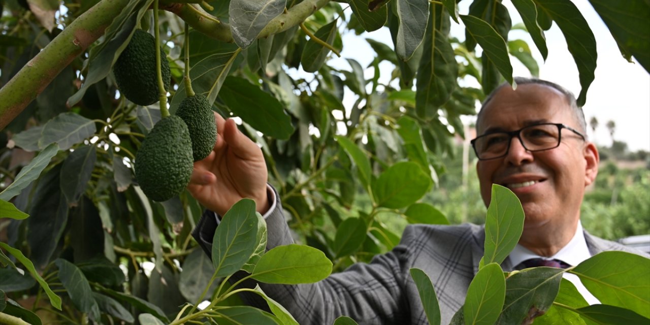 Babadan kalma narenciye bahçesini avokado üretim merkezine çevirdi