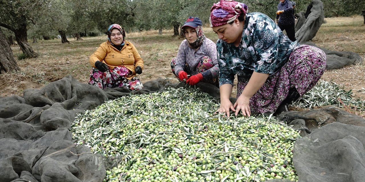 Zeytin üreticileri yağmur bekliyor