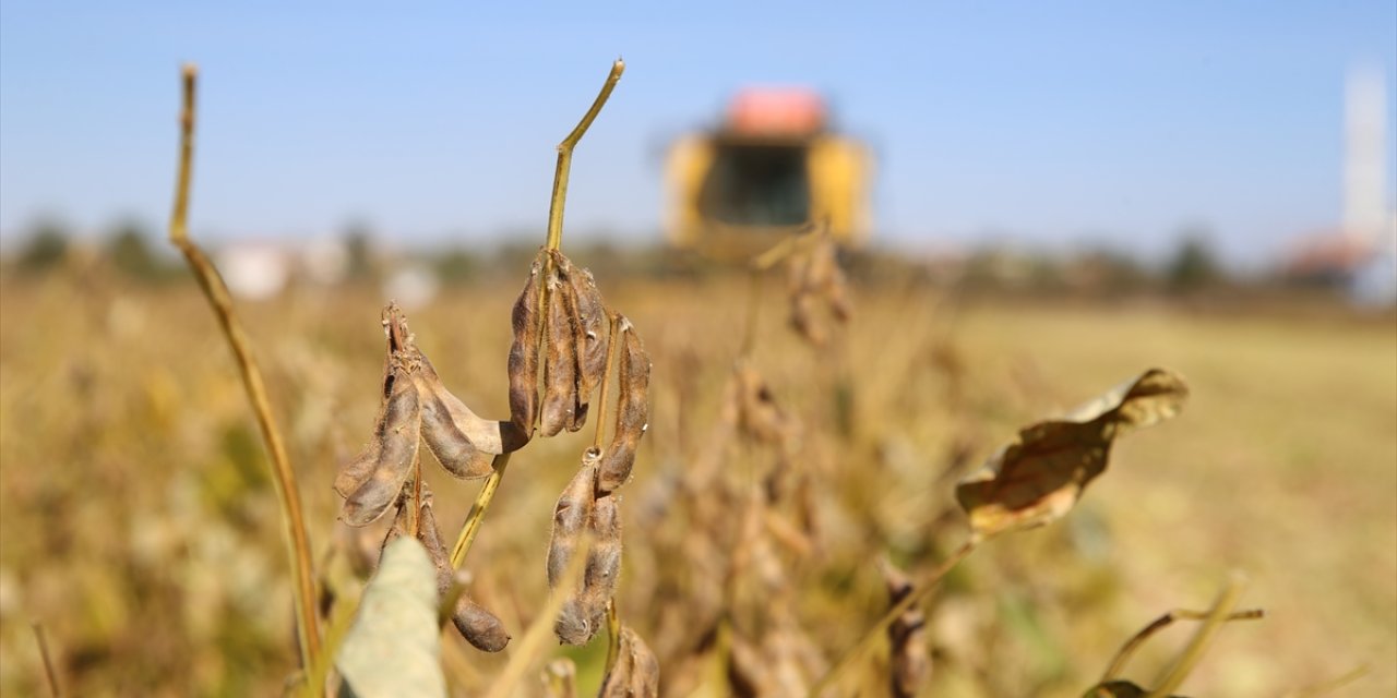 Diyarbakır'da soya ekim alanı bir yılda 9 binden 33 bin dekara yükseldi